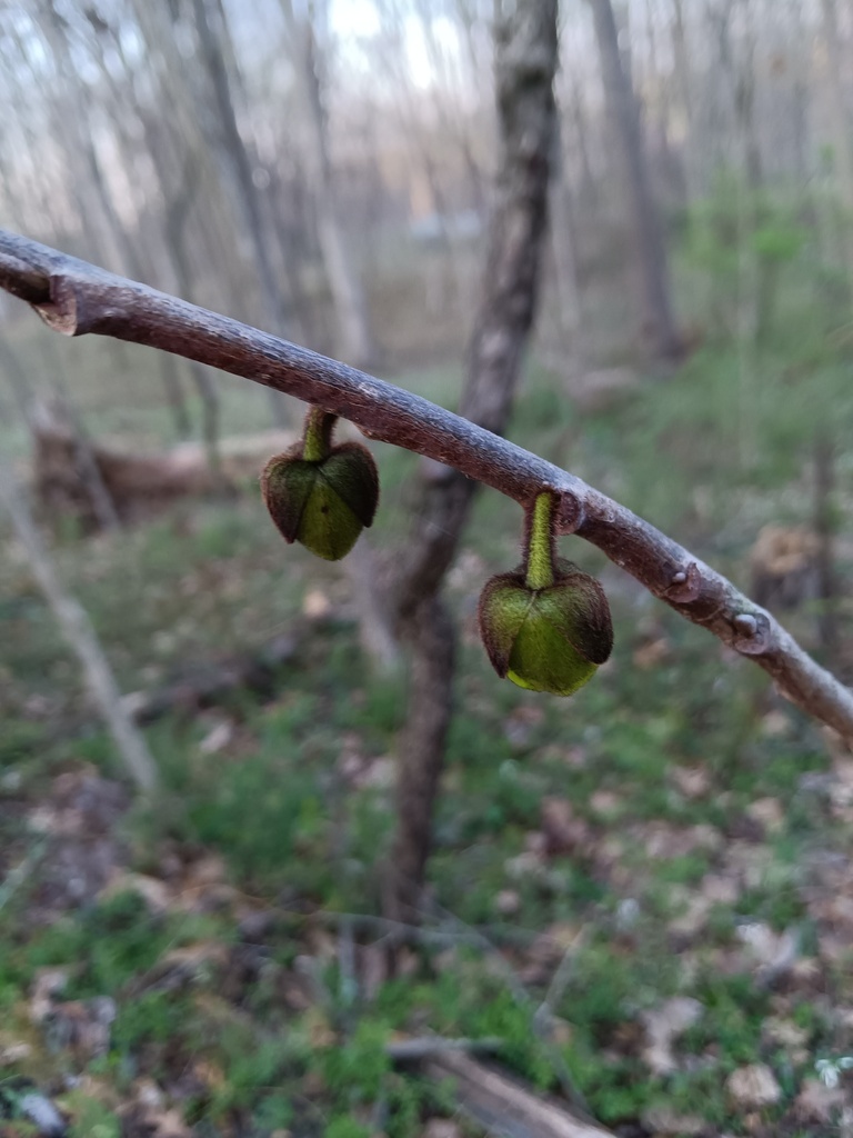 common pawpaw from Vermillion County, IN, USA on April 11, 2025 at 06: ...