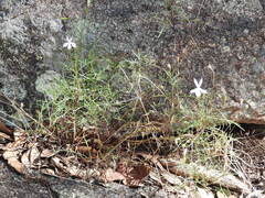 Lithotoma anethifolia, photograph (c) Mark Clarke, some rights reserved (CC BY)