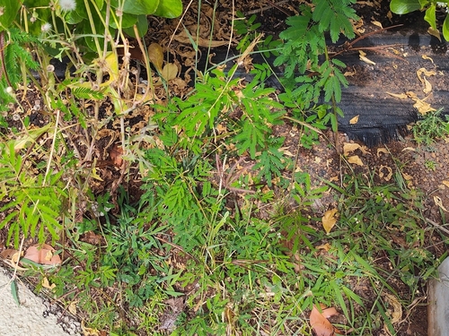 Desmanthus pernambucanus iNat (3)