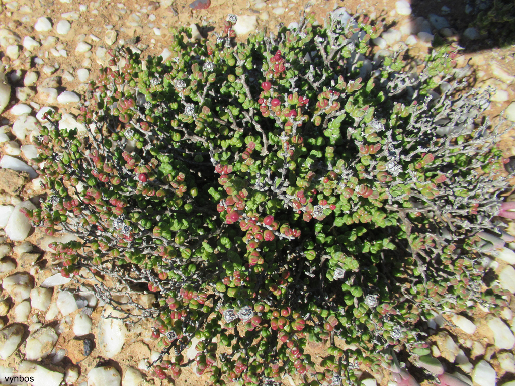 Dicrocaulon brevifolium, Along the N7 North of Vanrhynsdorp