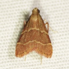 Arta epicoenalis