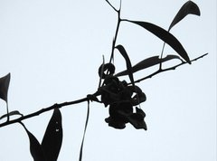 Acacia auriculiformis