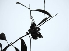 Acacia auriculiformis