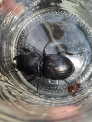 Pasimachus sublaevis