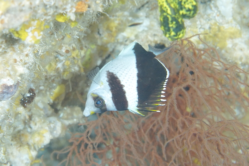 Chaetodon burgessi observed 2025-04-07