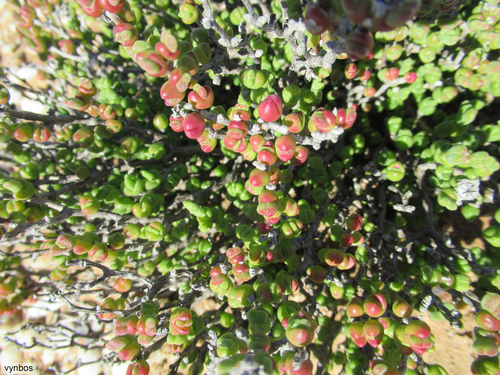 Dicrocaulon brevifolium