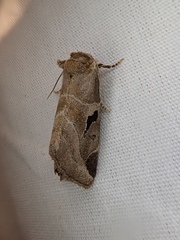 Plagiomimicus pityochromus