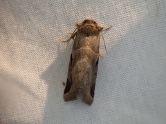 Plagiomimicus pityochromus