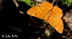 Emesis vulpina