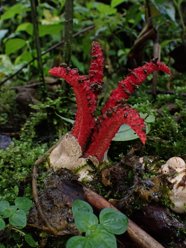 devil's-fingers