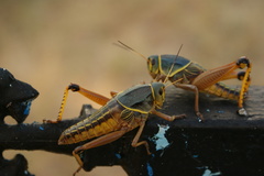 Brachystola behrensii