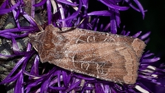 Chersotis cuprea