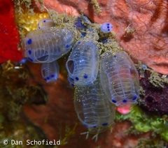 Clavelina moluccensis