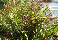 Acrostichum speciosum