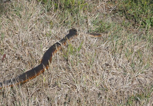 Lowlands Copperhead sighting