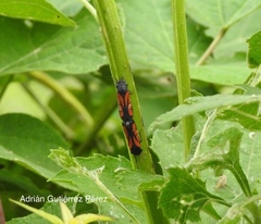 Oncometopia rufipennis