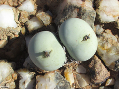 Conophytum calculus calculus