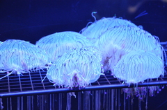 ハナガサクラゲ