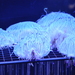 ハナガサクラゲ