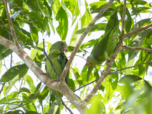 Cobalt-winged Parakeet (Brotogeris cyanoptera)