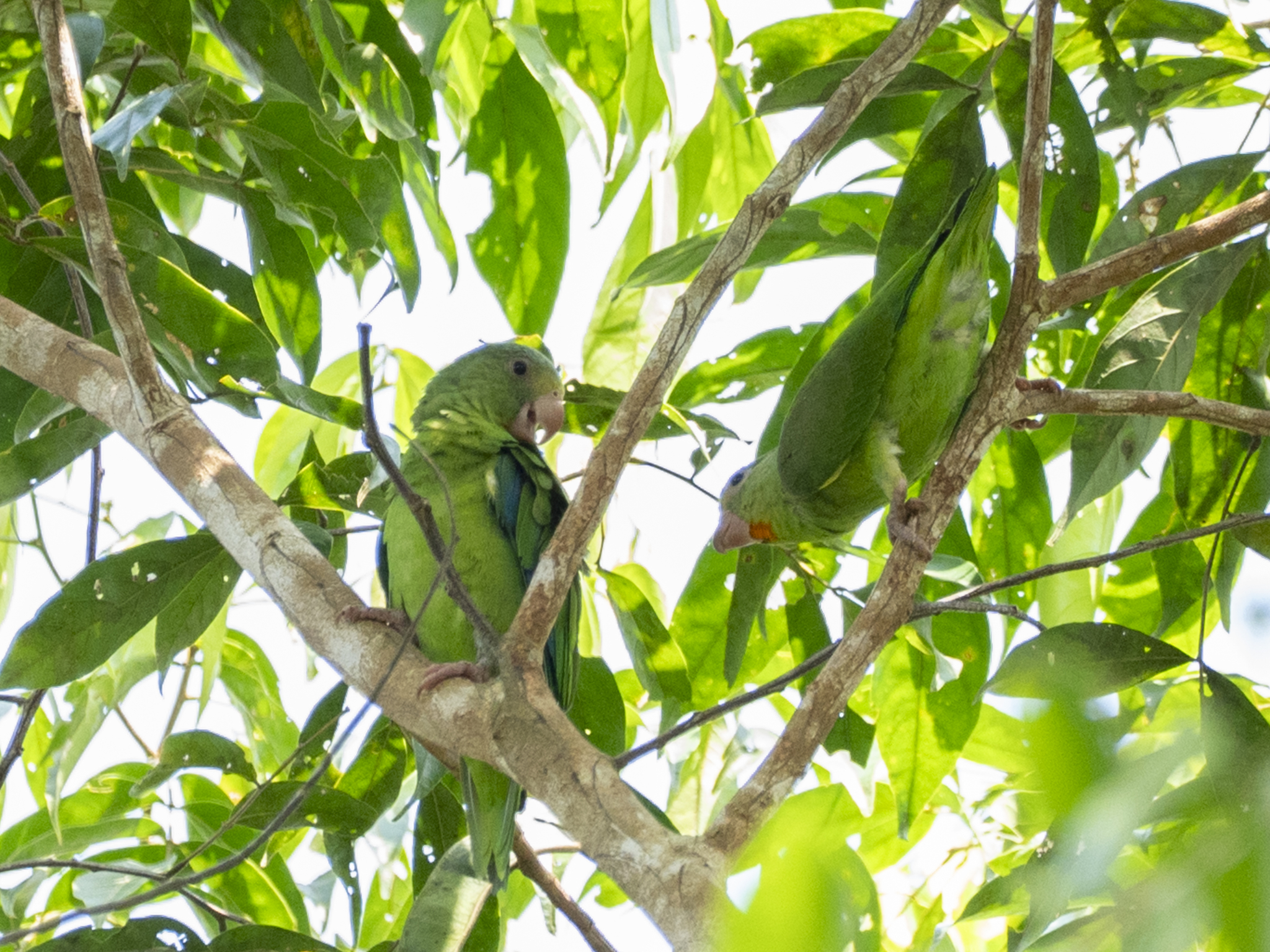 Cobalt-winged Parakeet (Brotogeris cyanoptera), photo 1