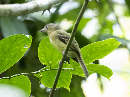 Orange-eyed Flatbill (Tolmomyias traylori), photo 2