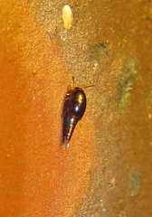 Staphylinoidea