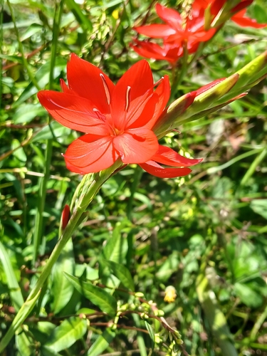 Image of Hesperantha coccinea by (c) naturewatchwidow, some rights reserved (CC BY)
