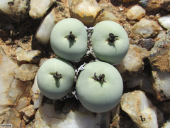 Conophytum calculus calculus