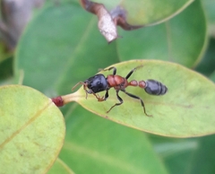 Tetraponera rufonigra