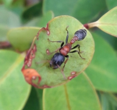 Tetraponera rufonigra