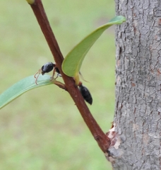 Tetraponera rufonigra