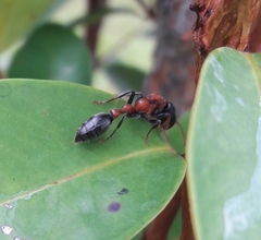 Tetraponera rufonigra