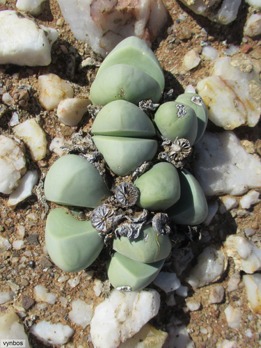 Argyroderma framesii