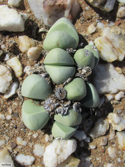 Argyroderma framesii