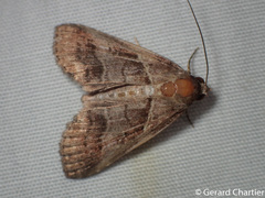 Lophoptera