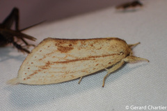 Saliocleta