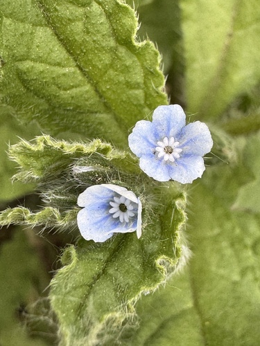 Bothriospermum chinense