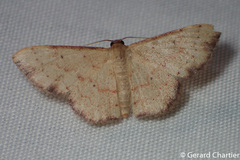 Idaea craspedota