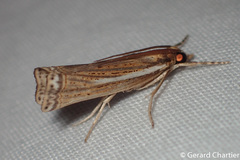 Ancylolomia