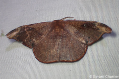Oreta carnea