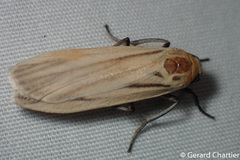 Tigrioides leucanioides