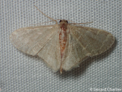 Lophophleps triangularis