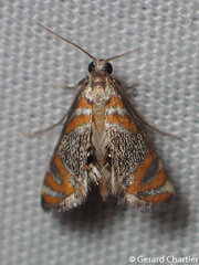 Nymphicula