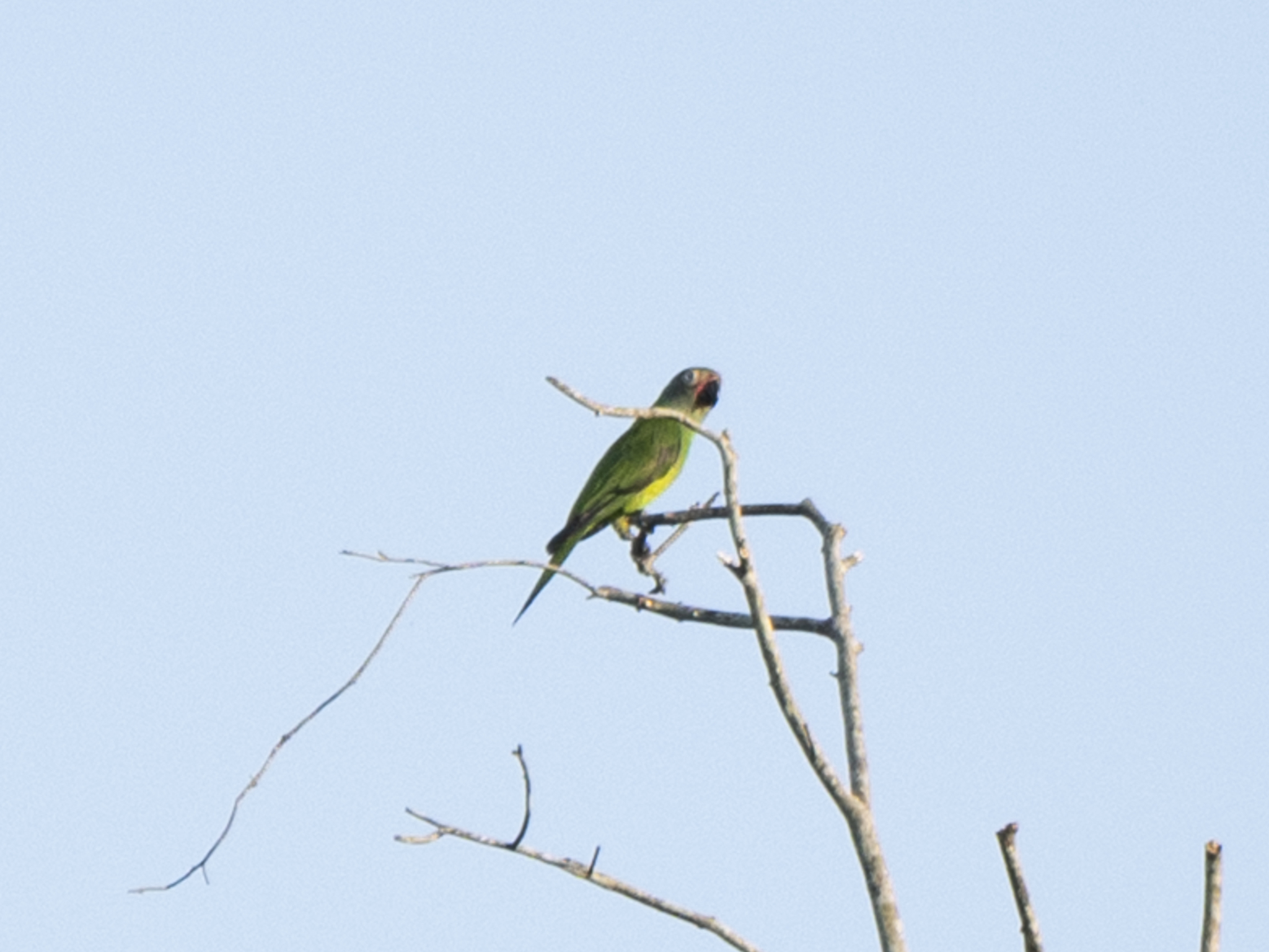 Dusky-headed Parakeet (Aratinga weddellii), photo 8