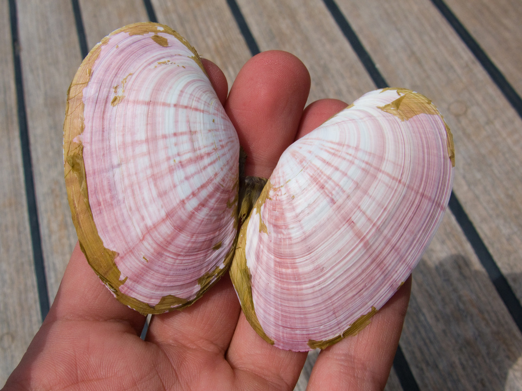 California sunsetclam