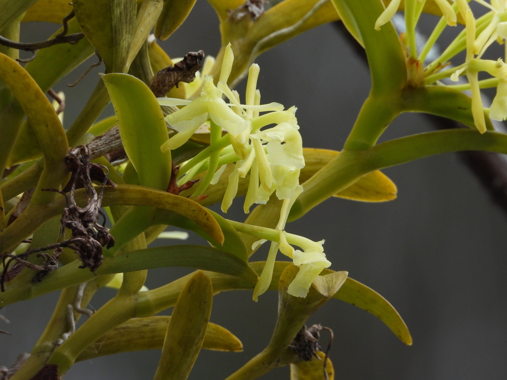 Epidendrum carnevalii Hágsater & L.Sánchez