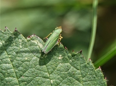 Draeculacephala crassicornis