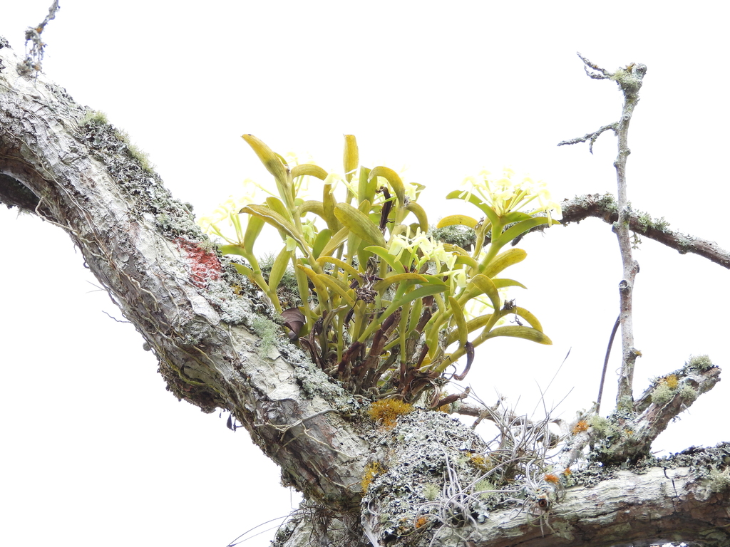 Epidendrum carnevalii Hágsater & L.Sánchez 3
