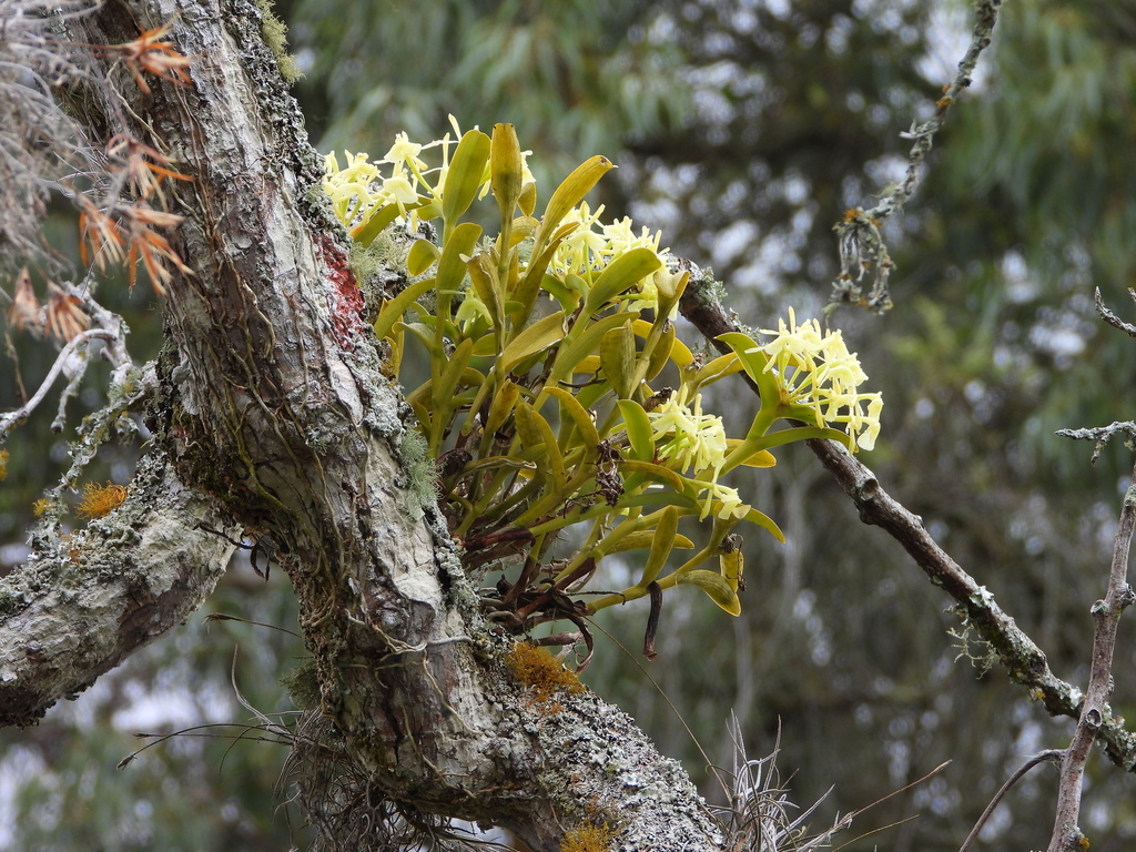 Epidendrum carnevalii Hágsater & L.Sánchez 2